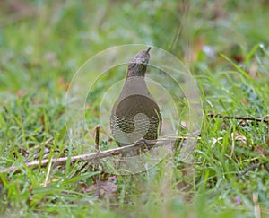 California Quail resting on meadow.