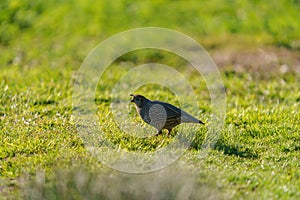 California Quail resting on meadow.