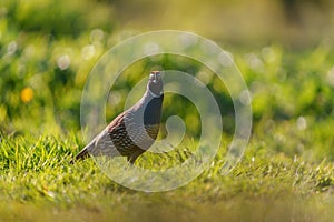 California Quail resting on meadow.