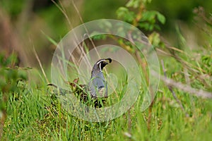 California Quail resting on meadow.