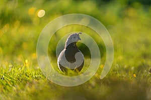 California Quail resting on meadow.