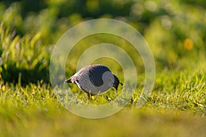 California Quail resting on meadow.