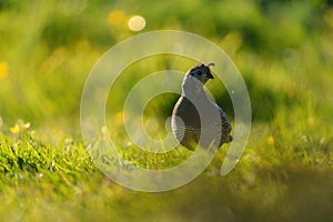 California Quail resting on meadow.