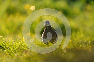 California Quail resting on meadow.