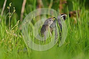 California Quail resting on meadow.