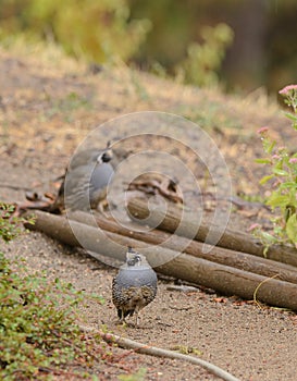 California Quail