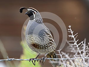 California Quail on a Wire