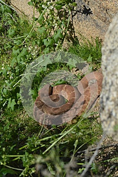 California Rattle Snake