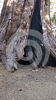 California redwood