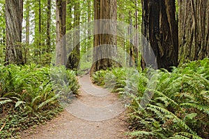 California Redwood Forest