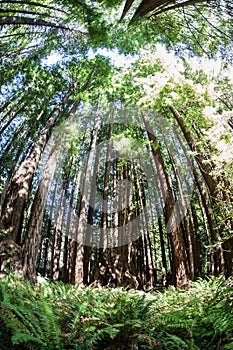 California Redwood Forest