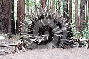 California redwood root system intact