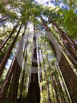 California redwood tree forest