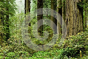 California redwoods photo