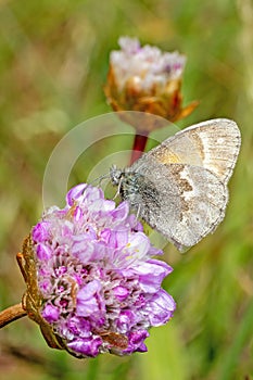 California Ringlet Butterfly perched on a flower