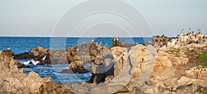 California rocky shoreline with a large body of water in the background and a flock of pelicans resting on rocks