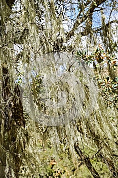 California`s State Lichen Lace lichen; Ramalina Menziesii on live oak trees, Henry W. Coe State Park, California