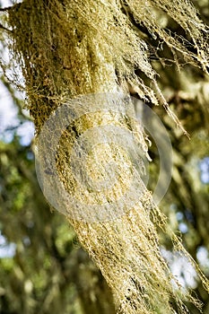 California`s State Lichen Lace lichen; Ramalina Menziesii on live oak trees, Henry W. Coe State Park, California