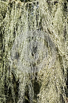 California`s State Lichen Lace lichen; Ramalina Menziesii on live oak trees, Henry W. Coe State Park, California