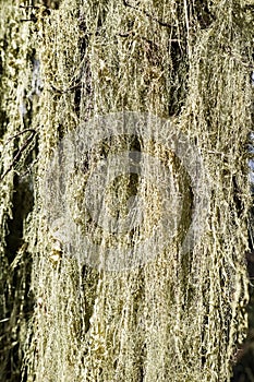 California`s State Lichen Lace lichen; Ramalina Menziesii on live oak trees, Henry W. Coe State Park, California