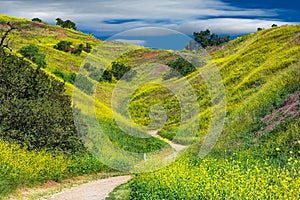 California`s wildflowers hills and valleys landscape.