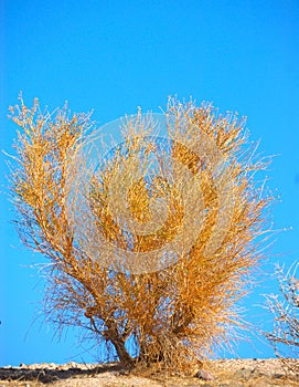 California Sagebrush photo