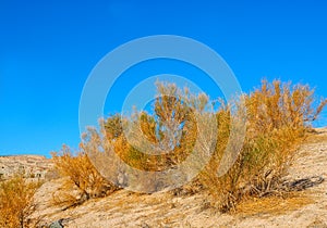 California Sagebrush