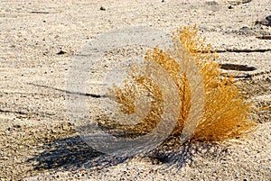 California Sagebrush photo