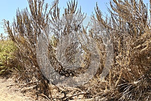 California sagebrush Artemisia californica  4