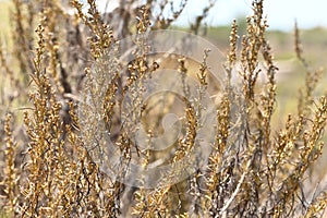 California sagebrush Artemisia californica  3