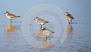 California Sandpipers