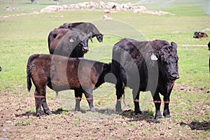 California Scenery - Black Angus Cattle in Field - Ramona Grasslands Preserve