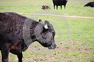 California Scenery - Black Angus Cattle in Field - Ramona Grasslands Preserve