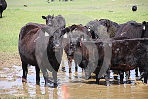 California Scenery - Black Angus Cattle in Field - Ramona Grasslands Preserve
