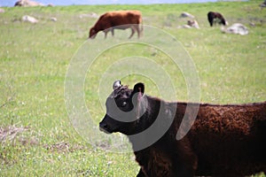 California Scenery - Black Angus Cattle on Ranch - Green Grass - Highland Valley Wildlife Preserve in Ramona