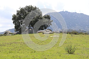 California Scenery - California Live Oak Tree - Highland Valley Wildlife Preserve in Ramona