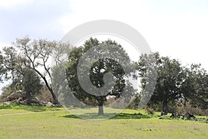 California Scenery - California Live Oak Tree - Highland Valley Wildlife Preserve in Ramona