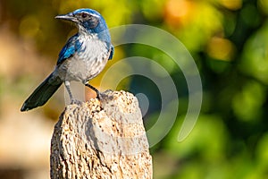 California Scrub Jay