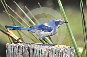 California Scrub Jay