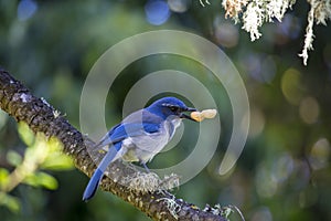 California Scrub jay Aphelocoma californica