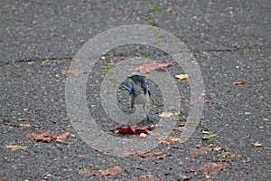 California Scrub-Jay - Aphelocoma californica (3)