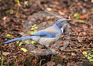 California scrub jay Aphelocoma californica