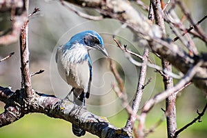 California Scrub Jay Aphelocoma californica sitting on a branch