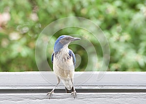 California Scrub Jay perched on gray patio roof