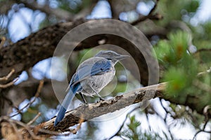 California Scrub Jay up close sitting on a tree branch