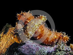 California Sea Cucumber Love photo