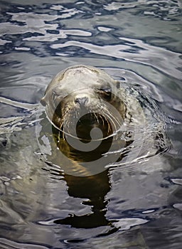 California Sea Lion