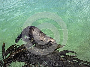 California Sea Lion