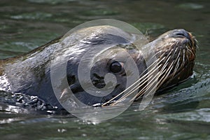 California sea lion