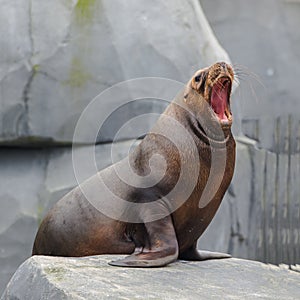 California sea lion